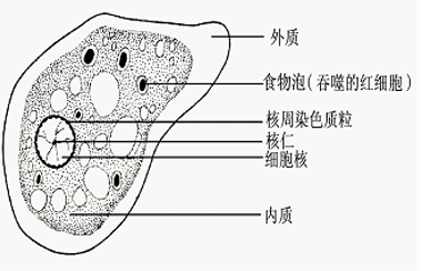 全球仅400+例，中国发现6例！“食脑虫”真的会吃脑子？