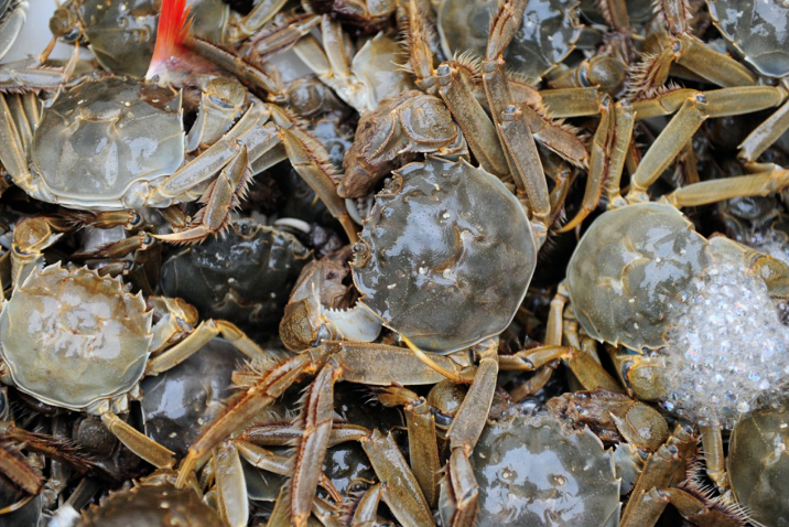 梭子蟹有疑似“寄生虫”,还能吃吗?