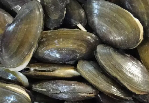 预防麻痹性贝类毒素中毒的风险提示